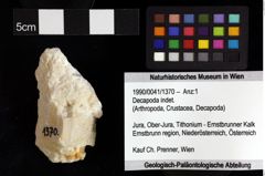 Foto (Objket + Etiketten) von Decapoda indet. 